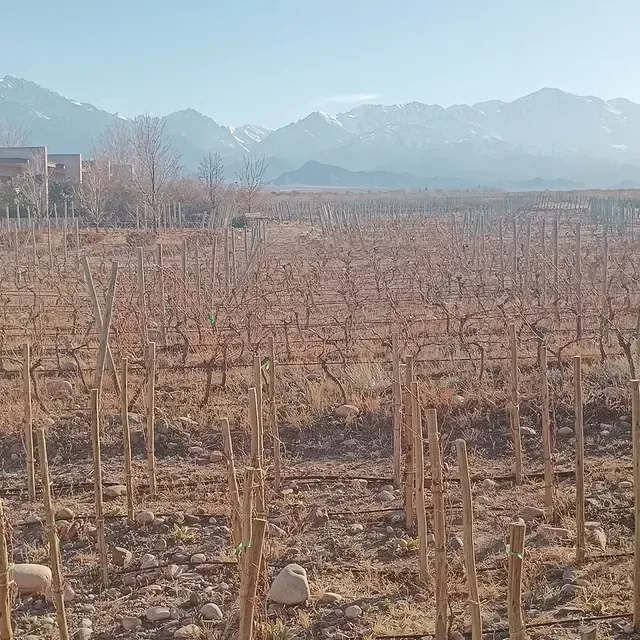 Vineyard rows with the snow-capped Andes behind